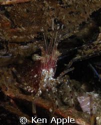 not sure the speices of shrimp.... anyone knows please le... by Ken Apple 